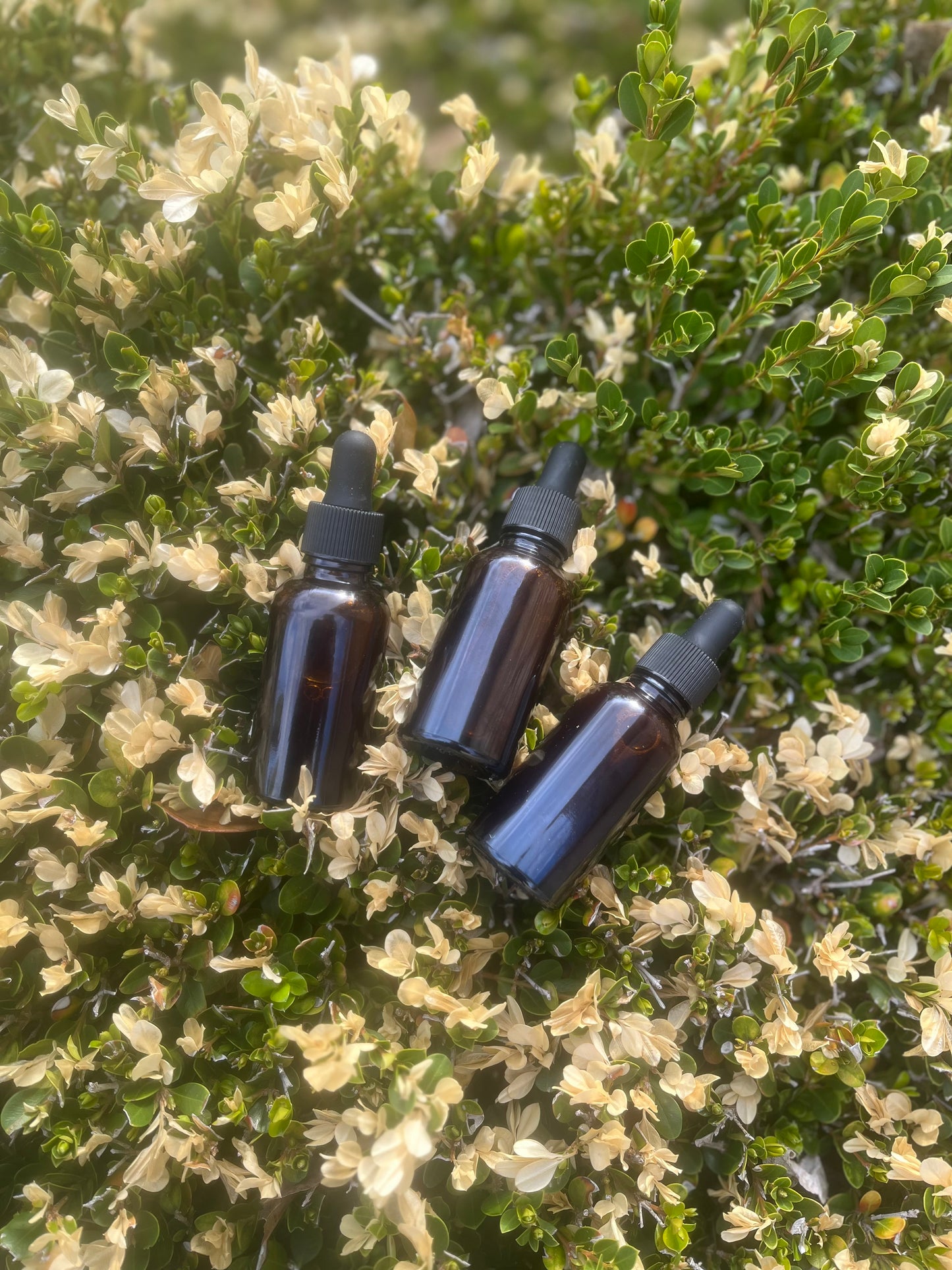 🍃Herbal Wellness Strategy